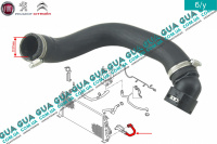 Патрубок / шланг системы охлаждения ( трубка радиатора нижняя )