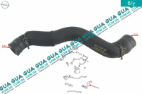 Патрубок / шланг системы охлаждения радиатора ( верхний )